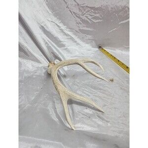 Naturally Shed Whitetail Deer Antler Single 4 Point Cabin Lodge Man Cave 12 Inch